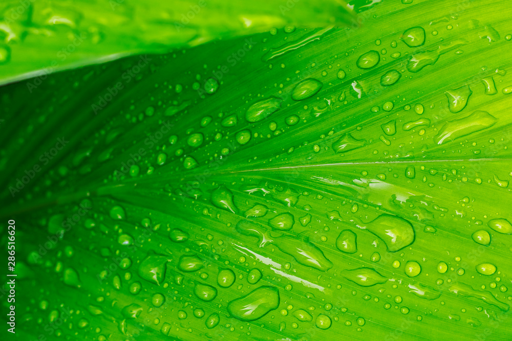 water drops on green turmeric leaf water drops on green turmeric leaf