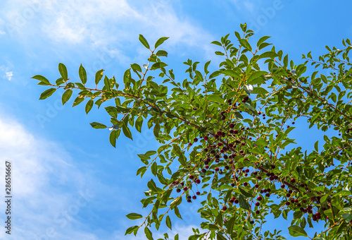 Sprig with cherry berries against the sky. Concept of healthy environmentally friendly products.