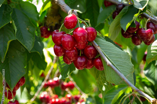 Fototapeta Ripe red cherries on trees