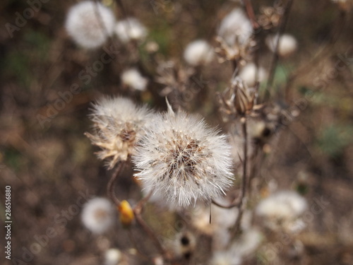 closeup of a flower