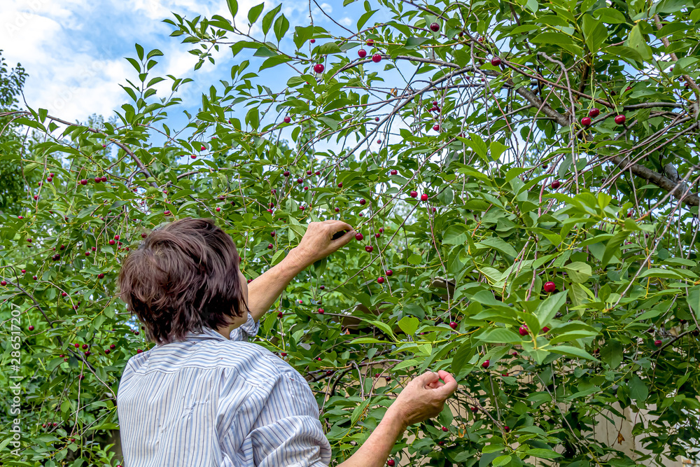 Harvesting cherries from a tree in an outdoor garden