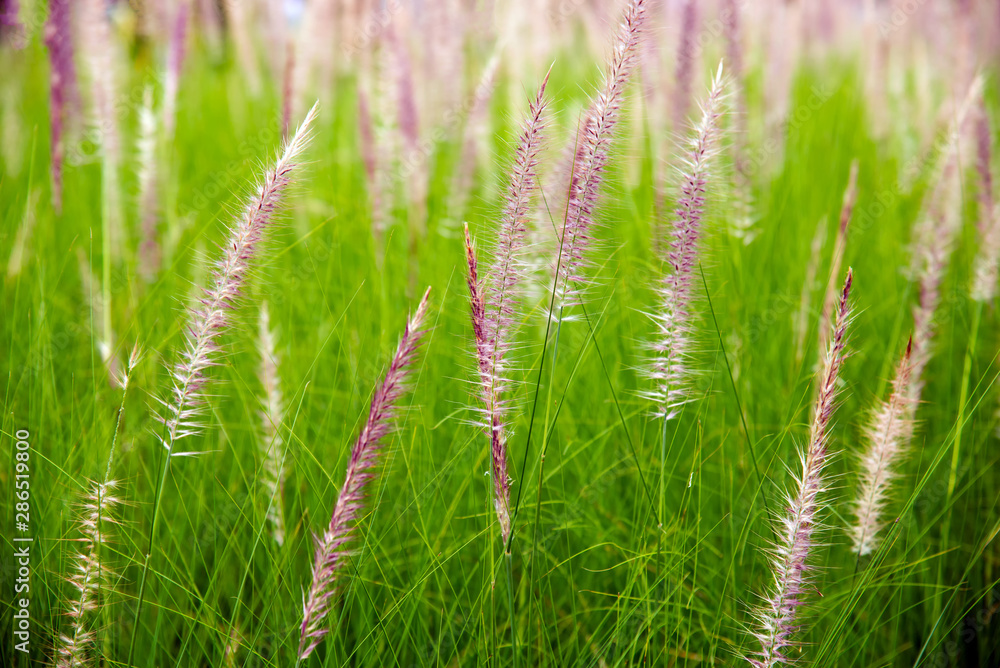 flowers of African Fountain Grass, swaying along the wind in the ornamental garden with blurry green background in the morning Nature. flowers of African Fountain Grass, swaying along the wind in the ornamental garden with blurry green background in the morning Nature.