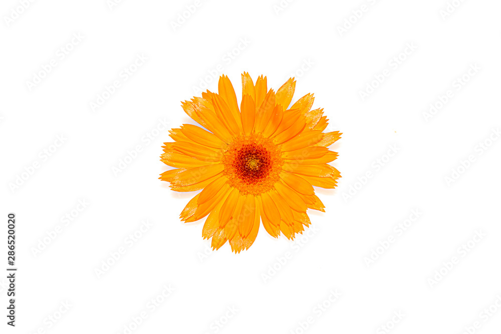 Yellow flower of calendula isolated on white background close-up with free space for text Yellow flower of calendula isolated on white background close-up with free space for text