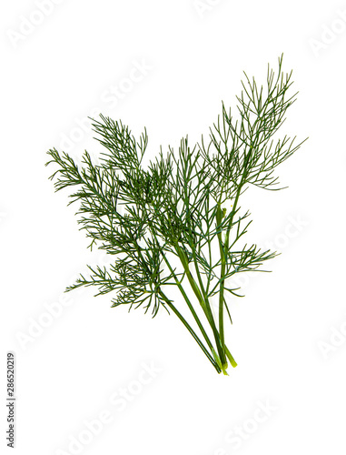 Dill plant inflorescence isolated on white background close-up