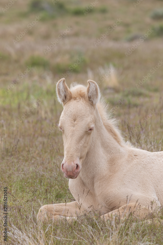 Obraz premium Wild Horse Foal Bedded in the Utah Desert