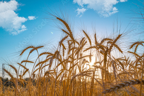 Field with wheat on the background of the sun in nature