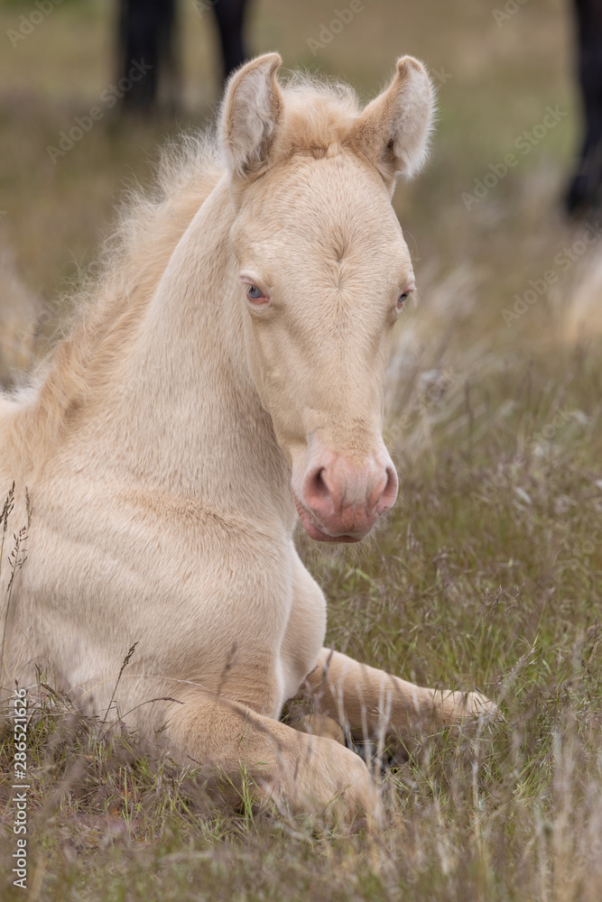 Wild Horse Foal Bedded in the Utah Desert