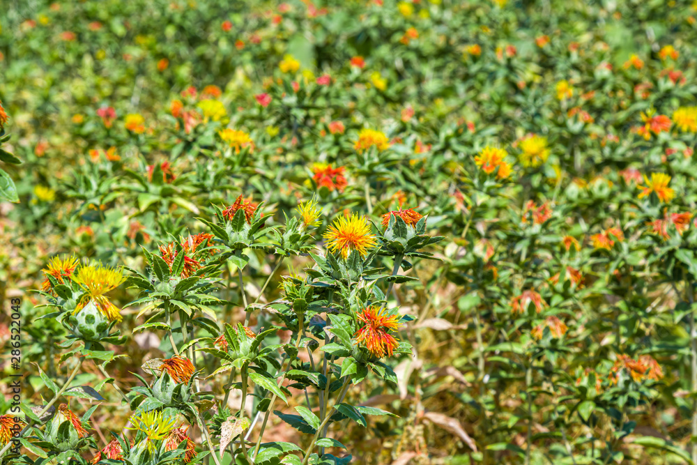 Blooming safflower bush on a field outdoors in nature. Landscape