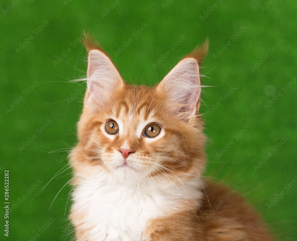 Maine Coon kitten Maine Coon kitten