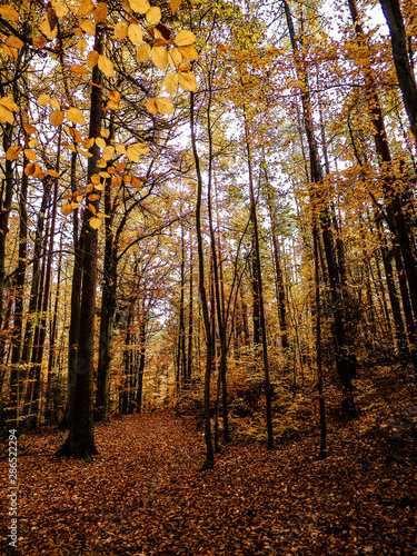 Polish forest in autumn.