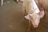 Group of pig that looks healthy in local ASEAN pig farm at livestock. The concept of standardized and clean farming without local diseases or conditions that affect pig growth or fecundity