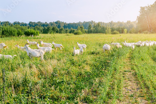 Herd of goats in the village in summer. © NATALYA