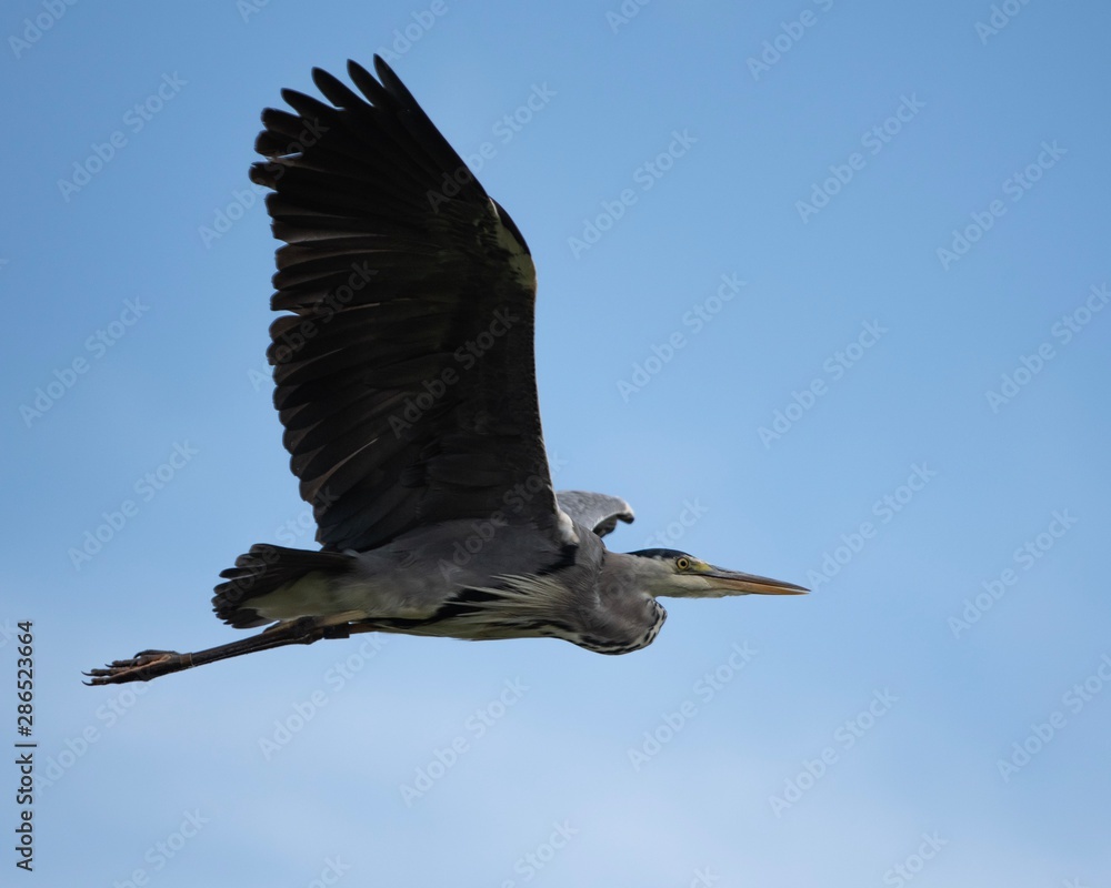 Obraz premium Grey Heron in flight