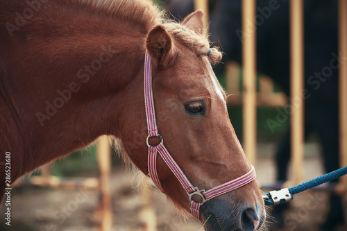 A sad pony with a trimmed mane of a palomino suit is pulled by the halter to go forward