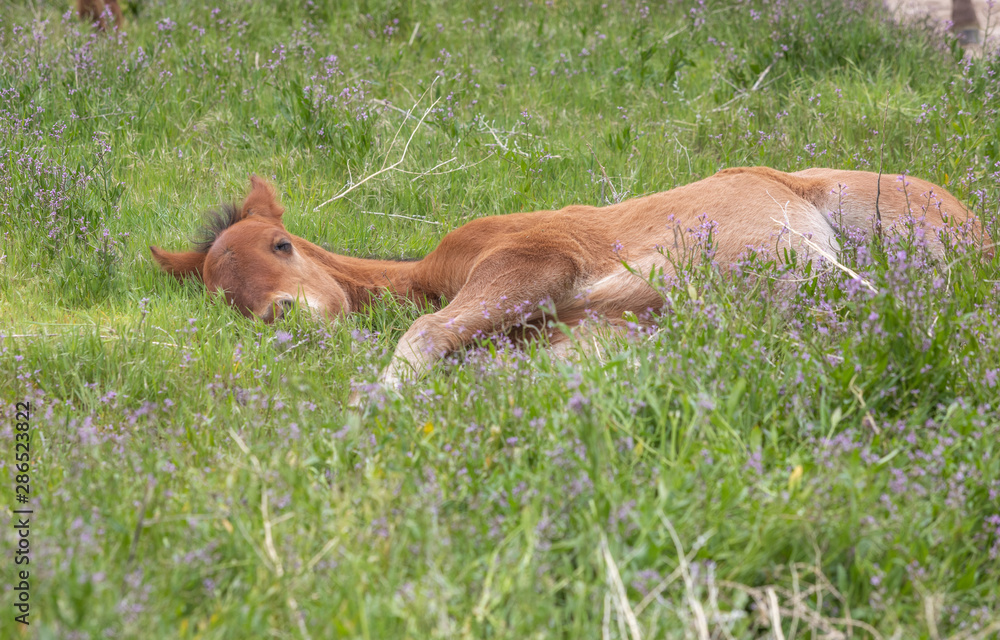 Wild Horse Foal Bedded in the Utah Desert Wild Horse Foal Bedded in the Utah Desert
