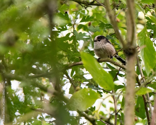 Long tailed tit on branch © Matthew