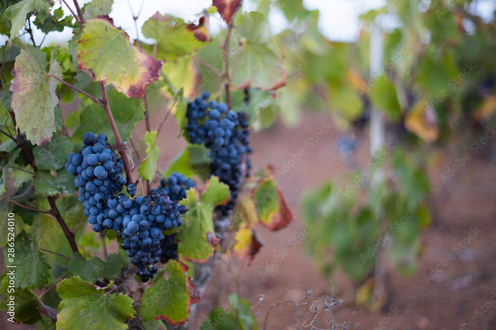 uvas de vino en viñedos lista para recolectar