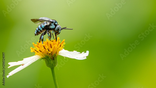 Neon Cockoo Bee collecting pollen from little daisy flower with blur green background photo