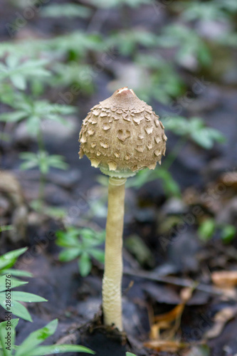 Toadstool mushroom blurry macro photo in green forest