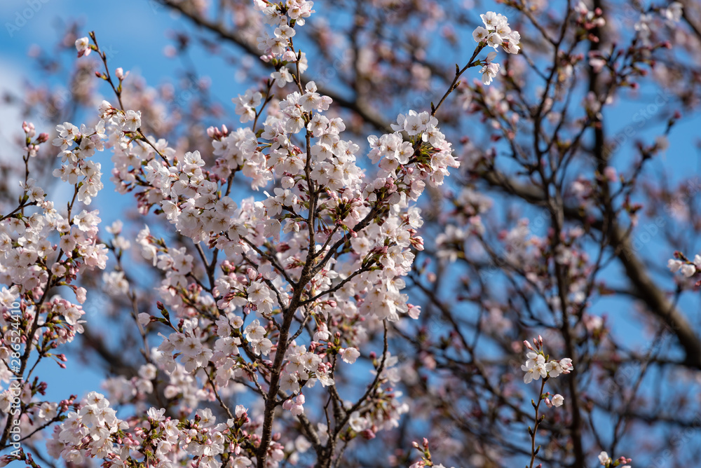 Cherry blossoms, Sakura