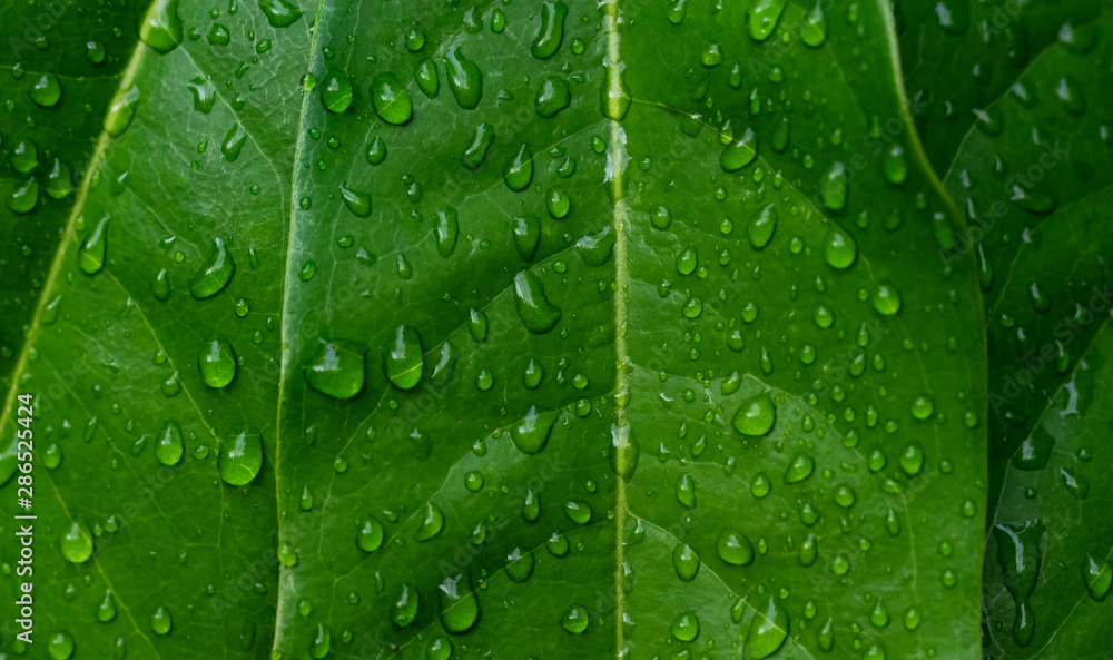 Background of water drops on the green leaves Background of water drops on the green leaves