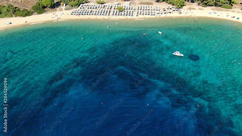 Aerial drone photo of beautiful covered in pine trees paradise sandy organised beach of Lagomandra with turquoise clear sea in Sithonia peninsula, Halkidiki, North Greece
