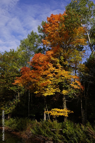 Beautiful Autumn Colored trees changing during the fall season stand in the forest