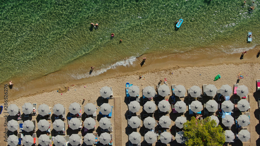 Obraz premium Aerial drone photo of beautiful covered in pine trees paradise sandy organised beach of Lagomandra with turquoise clear sea in Sithonia peninsula, Halkidiki, North Greece