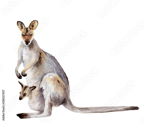 Australia animal watercolor drawing: kangaroo with cub