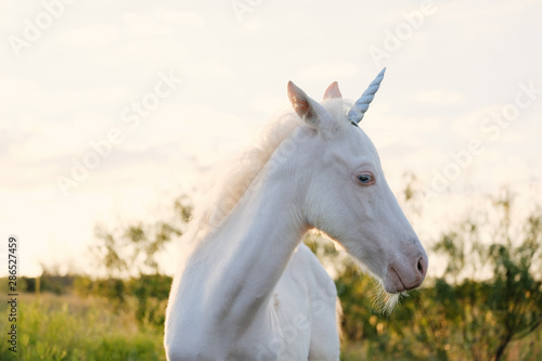 White colt  horse with unicorn horn  funny and magical farm animal.