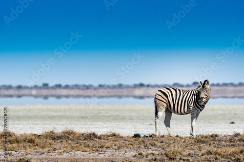 Z  bre au parc national d etosha en Namibie  Afrique