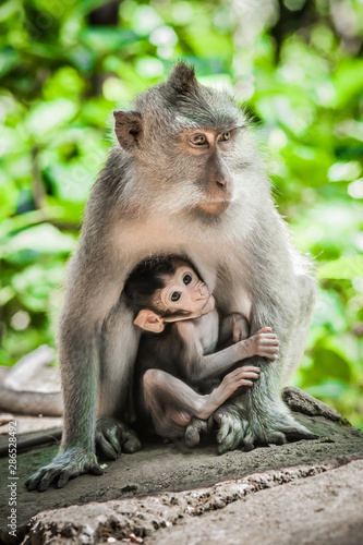 Mother monkey feeding her baby at Sacred Monkey Forest