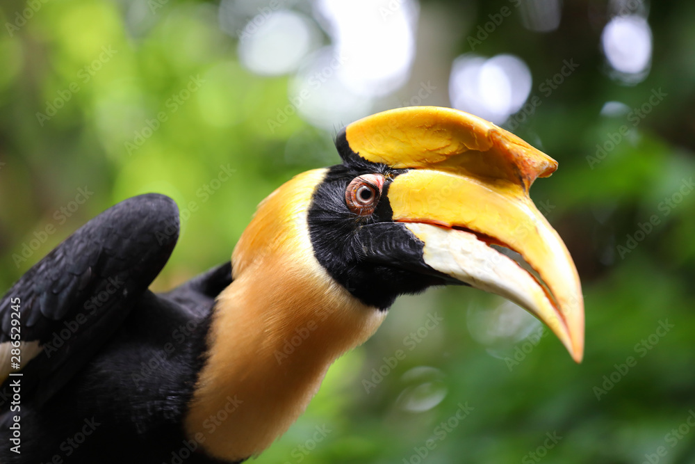 Great hornbill in jungle of Thailand, Animal background