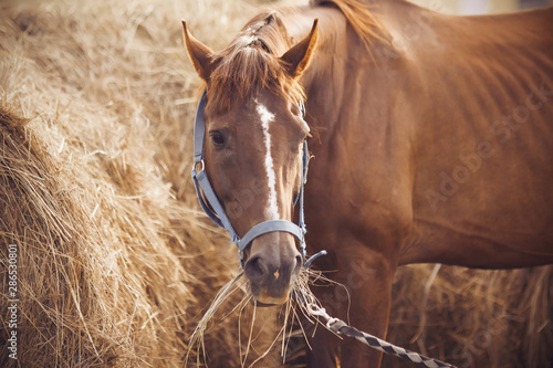 A red-haired bareback horse with a white spot on his forehead, dressed in a blue halter, eats hay from a haystack lit by light.