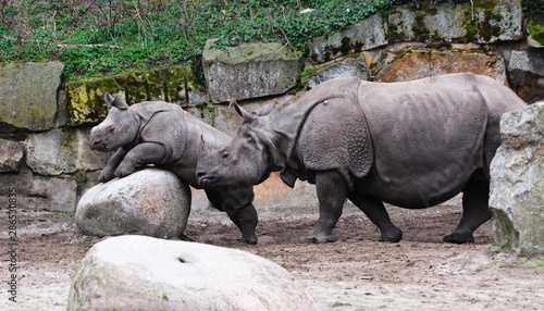 baby and mother rhinoceros in the forest