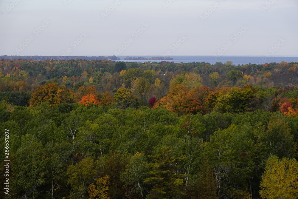 Beautiful Captivating  Autumn Forest Scenery 