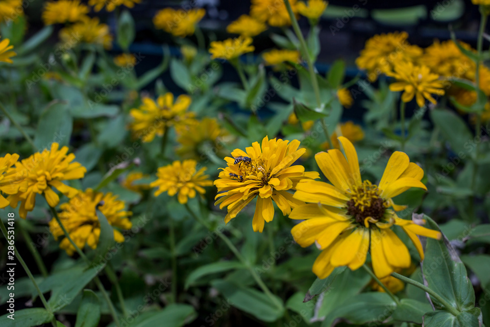 Honey bee from yellow flower. Honey bee from yellow flower.