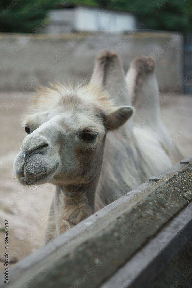 Obraz premium Young bactrian camel