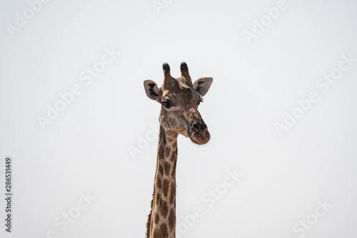 Girafe au parc national d etosha en Namibie  Afrique