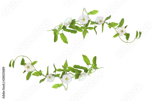 Convolvulus arvensis or field bindweed flowers isolated on white background