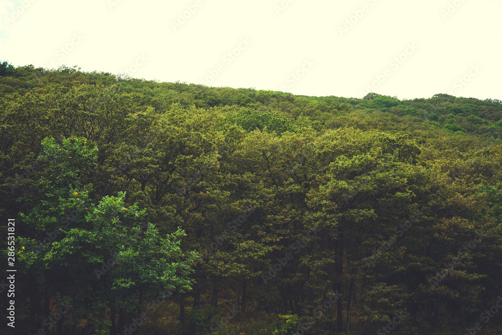green trees in the mountain