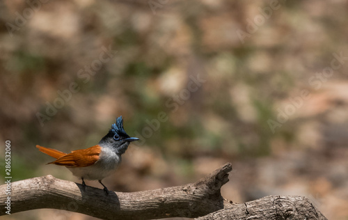 Asian Paradise Flycather Female at Sattal photo