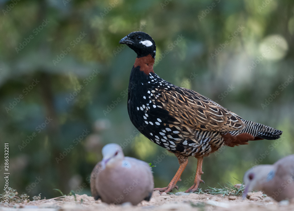 Fototapeta premium Black Francolin Male at Satal