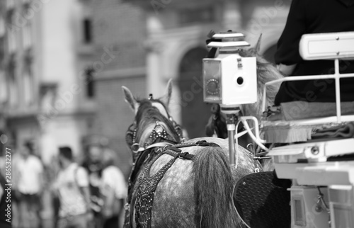 Koń ciągnący dorożkę w Krakowie, Polaska, widok z tyłu, z bliska, w tle rozmyte budowla i ludzie, czarno-biały