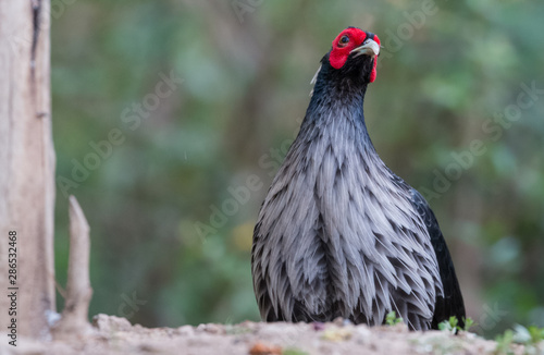 Khaleej Pheasant portrait shoot at Sattal photo