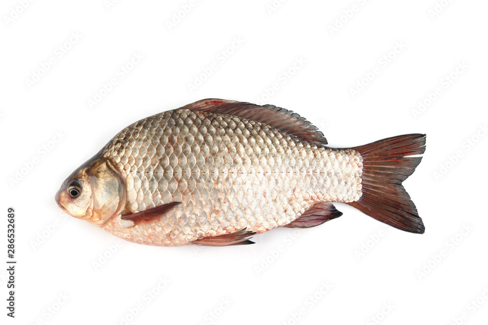 Fototapeta premium Isolated crucian carp