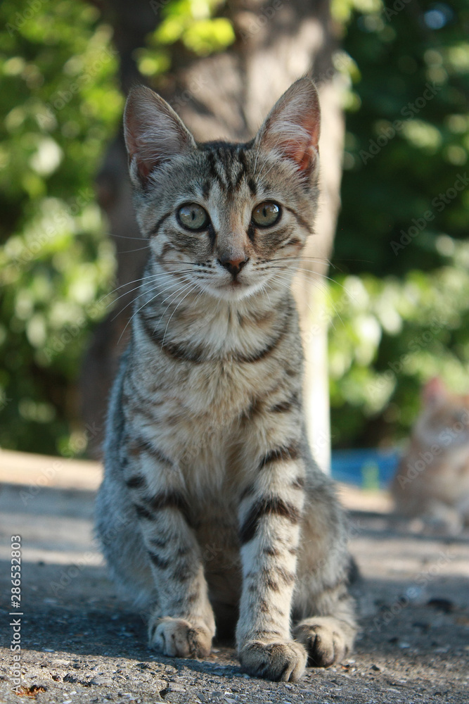 Grey tabby kitten in the park Grey tabby kitten in the park