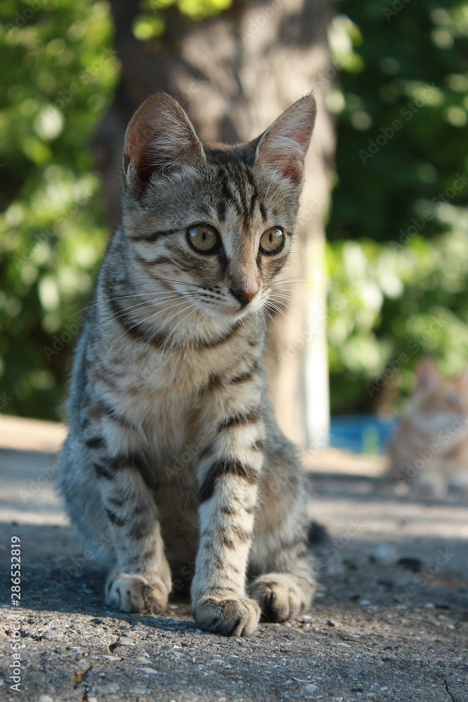 Grey tabby kitten in the park