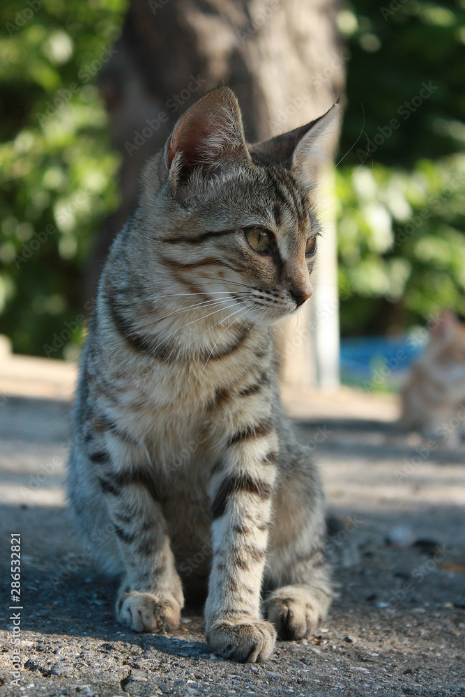 Grey tabby kitten in the park