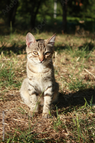 Wallpaper Mural Grey tabby kitten in the park Torontodigital.ca